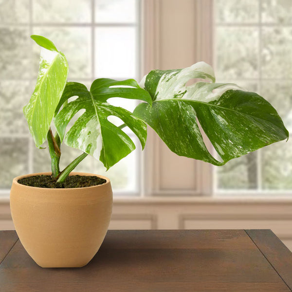 Monstera Borsigiana Variegata Albo (Mature Mother Plant) Low Variegation