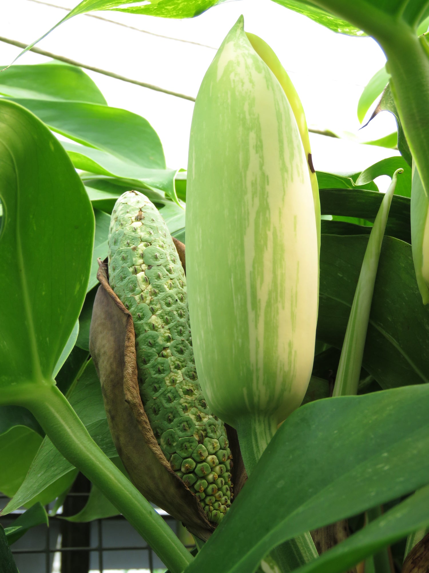 White Variegated Monstera (Monstera ‘Borsigiana albo variegata’)
