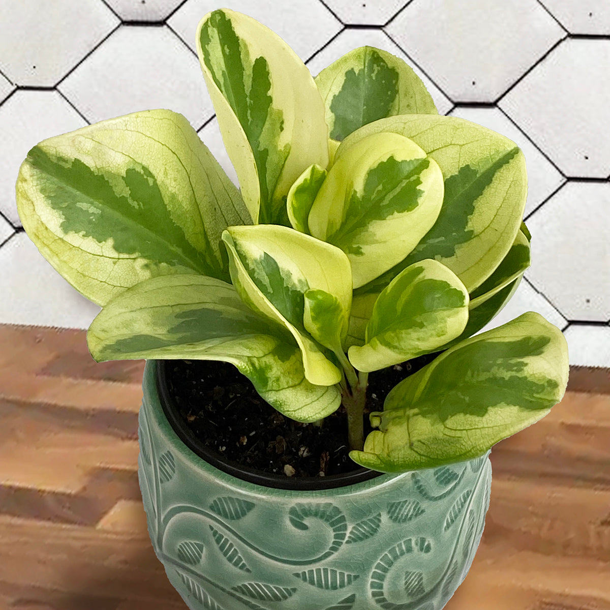 Variegated Peperomia (Peperomia obtusifolia variegata)