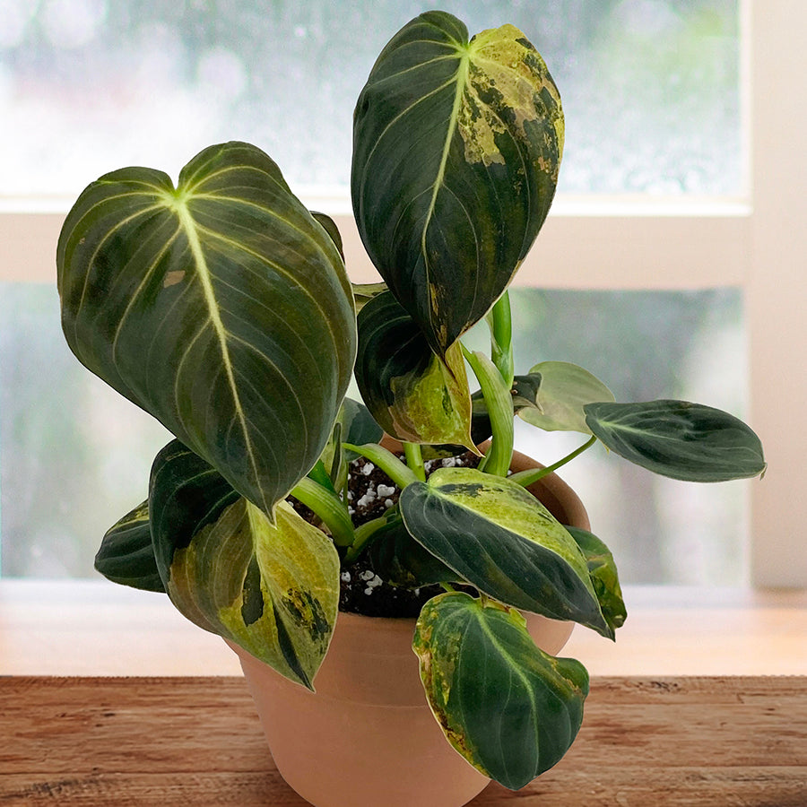 Variegated Philodendron Melanochrysum