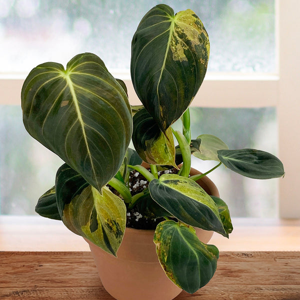 milano philodendron Variegated Philodendron Melanochrysum For Sale – Logee's Plants