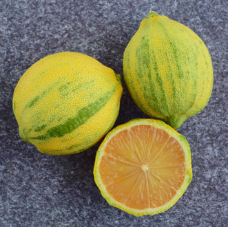 Variegated Pink Eureka Lemon Tree (Citrus x limon)