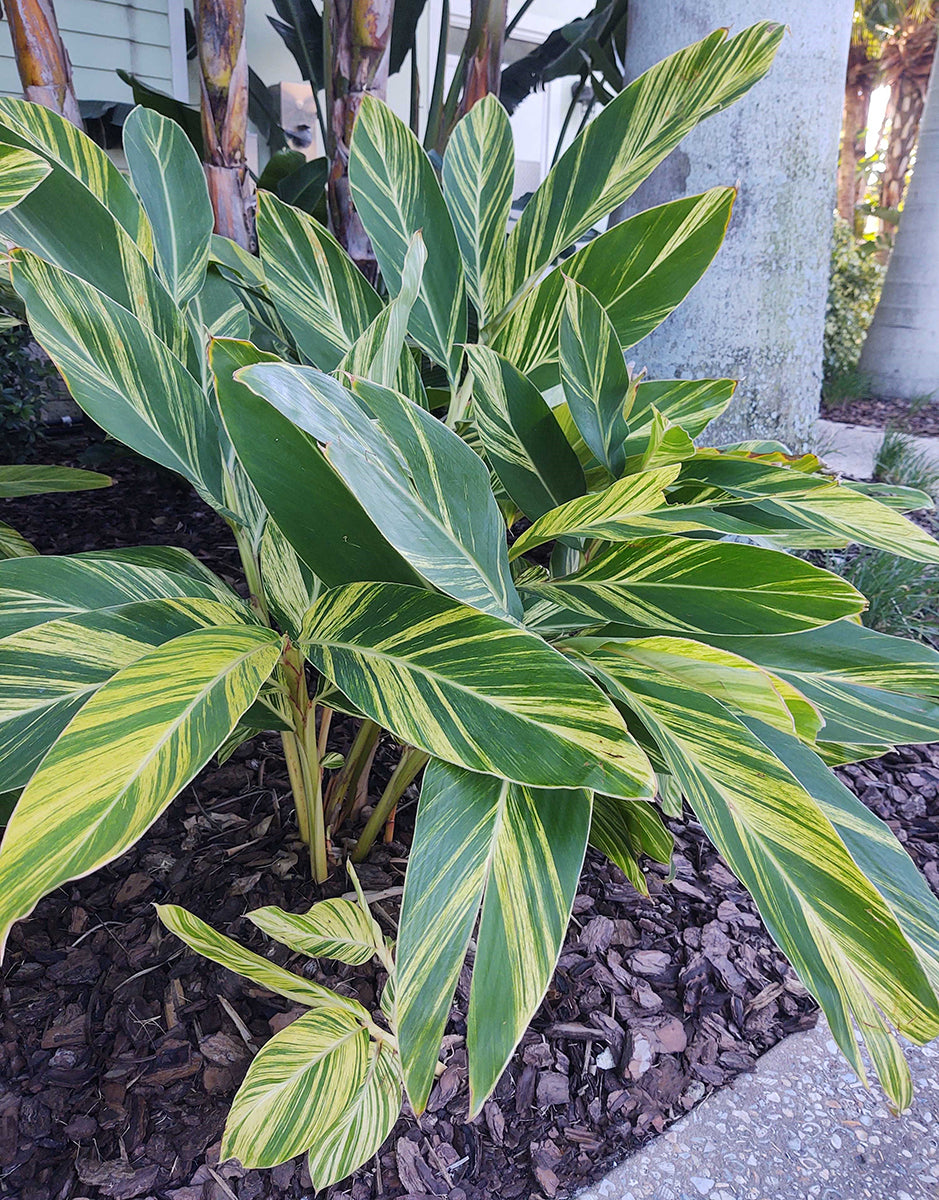 Variegated Shell Ginger (Alpinia zerumbet ‘Variegata’)