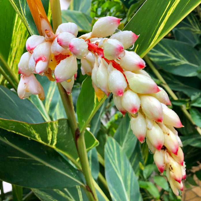 Variegated Shell Ginger (Alpinia zerumbet ‘Variegata’)