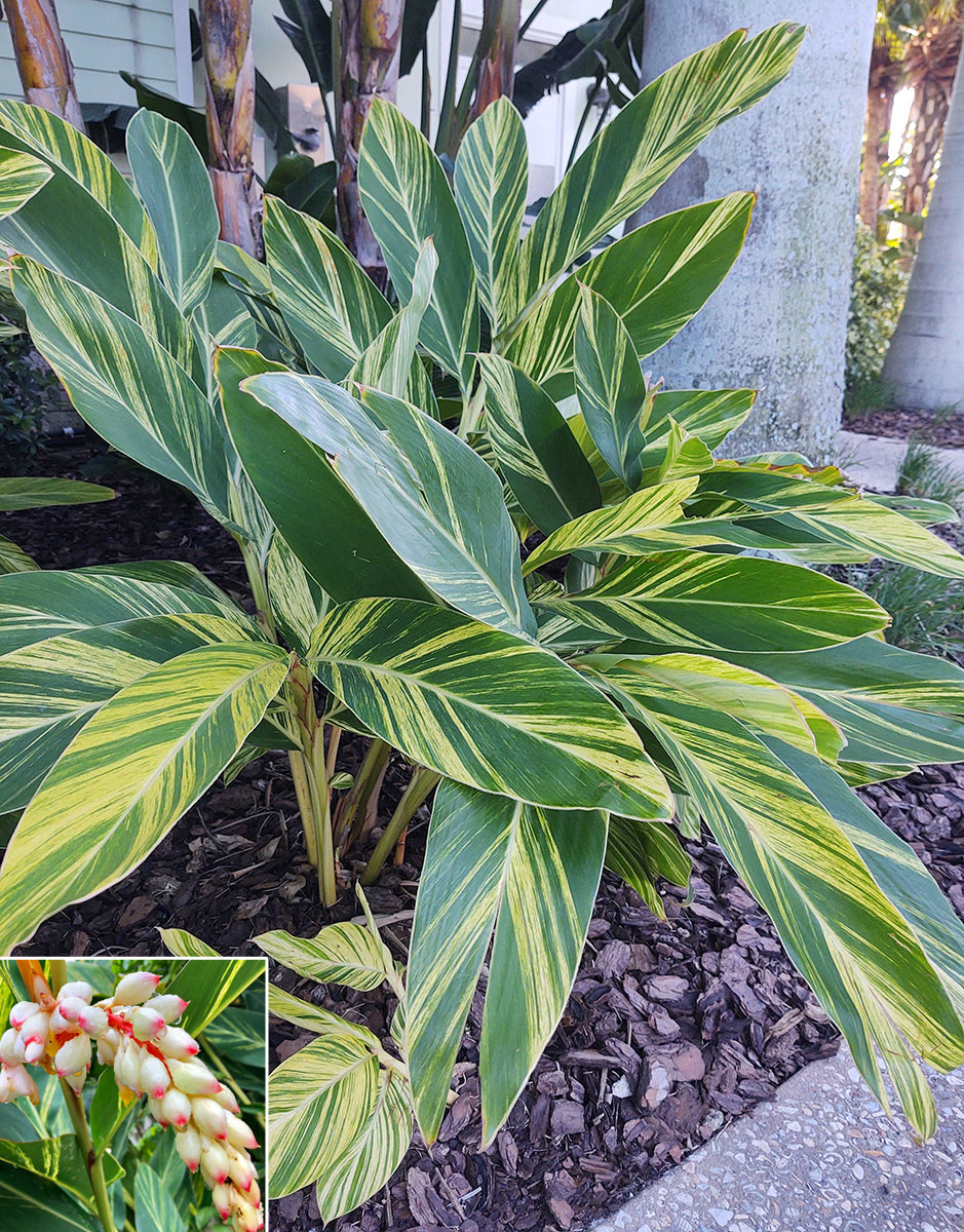 Variegated Shell Ginger (Alpinia zerumbet ‘Variegata’)