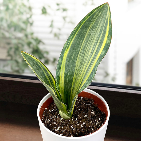 Variegated Whale's Fin Sansevieria For Sale – Logee's Plants