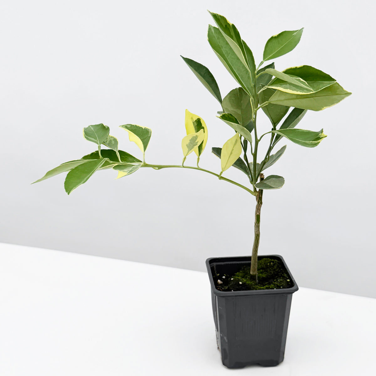 Tiger Navel Orange Tree (Citrus sinensis)