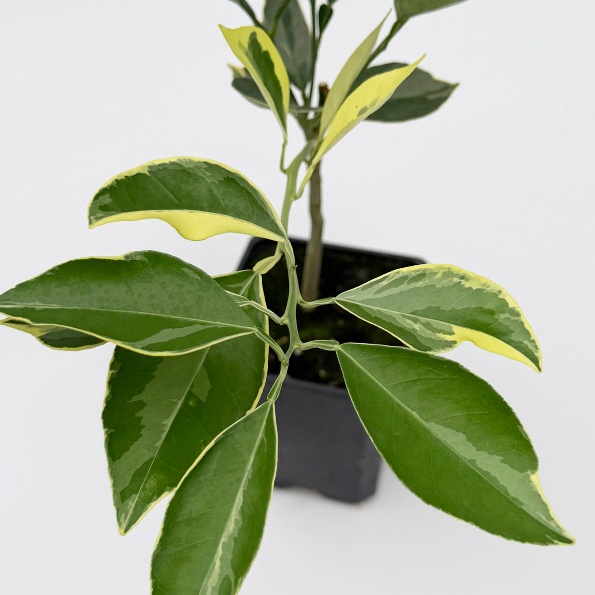 Tiger Navel Orange Tree (Citrus sinensis)