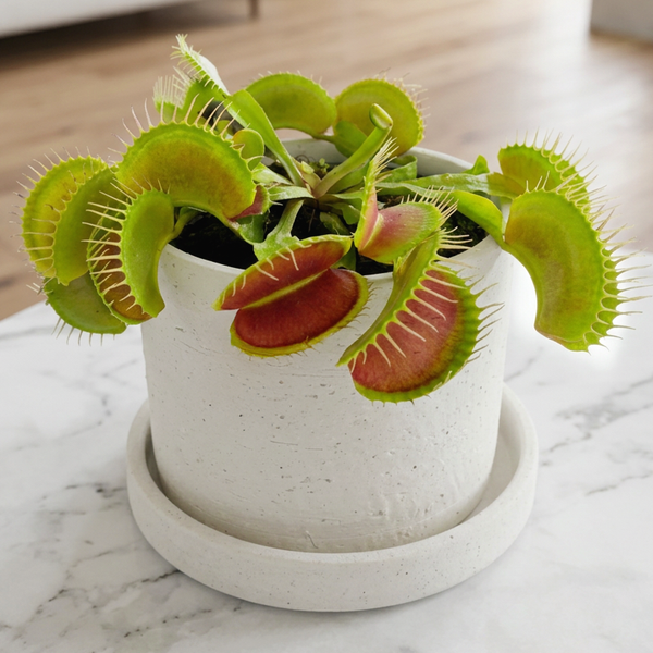 Venus Fly Trap Plant For Sale – Logee's Plants