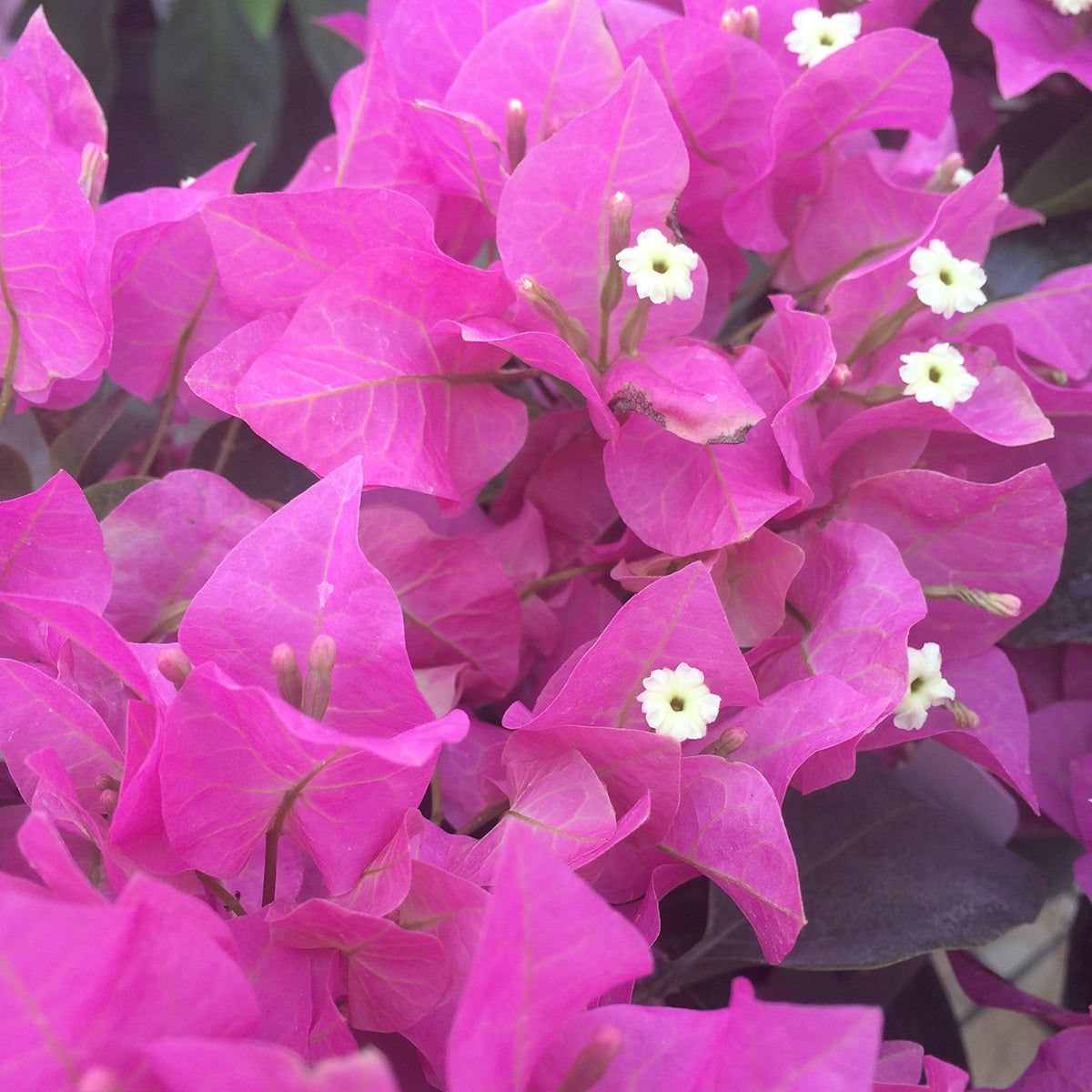 Bougainvillea ‘Vera Light Purple’ PP (Bougainvillea hybrid)