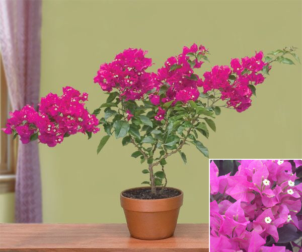 Bougainvillea ‘Vera Light Purple’ PP (Bougainvillea hybrid)