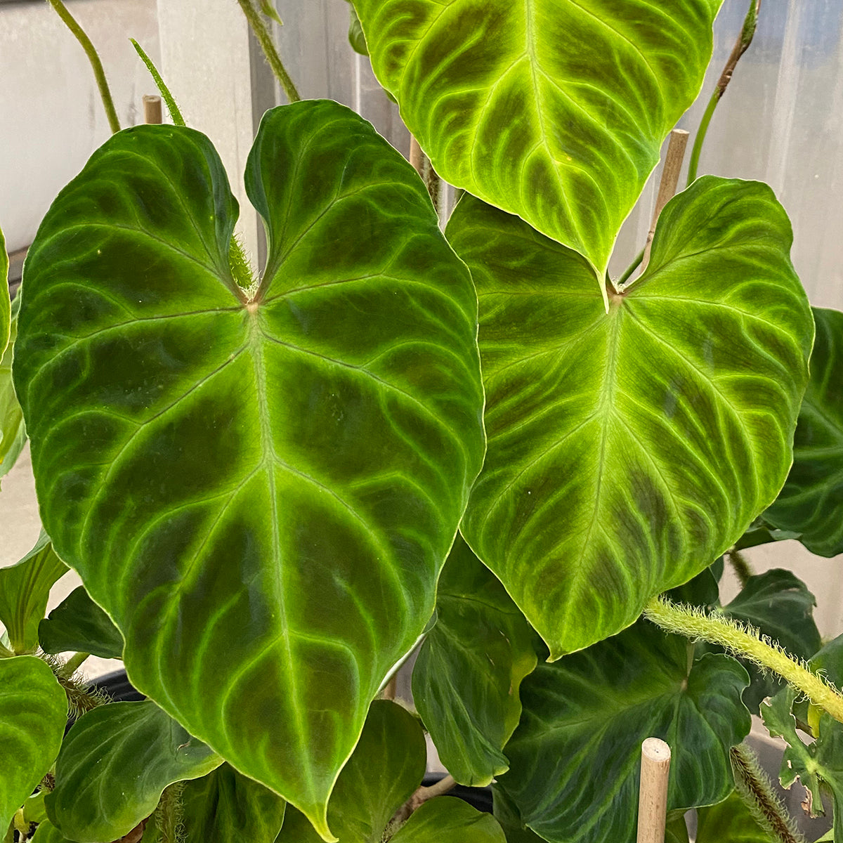 Ecuador Philodendron (Philodendron verrucosum)