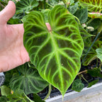 Ecuador Philodendron (Philodendron verrucosum)