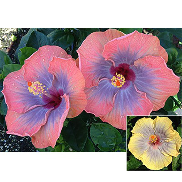 Hibiscus 'Voodoo Queen'