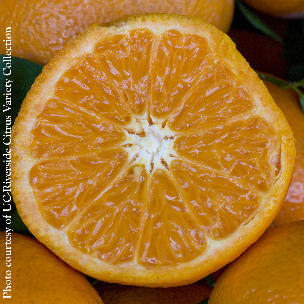 Citrus ‘W. Murcott Afourer’ Mandarin (Citrus reticulata hybrid)