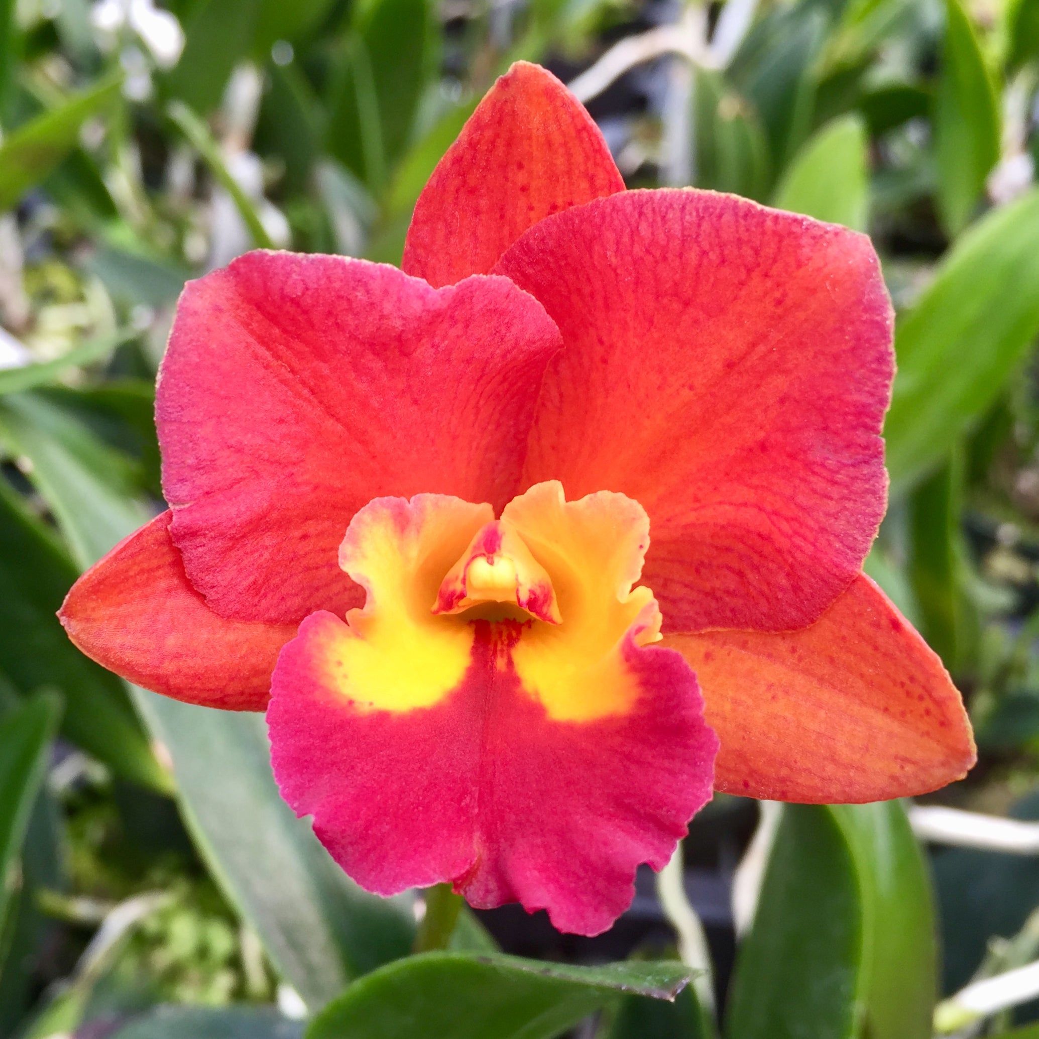 Rlc Orchid Waianae Leopard x Ctt Why Not ‘Orange Paradise’ (Rhyncholaelio cattleya hybrid)
