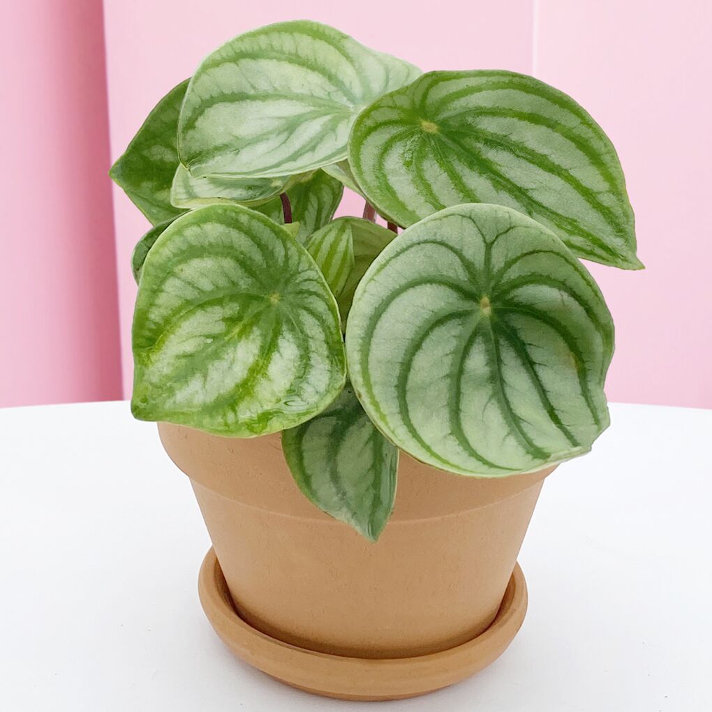 Watermelon Peperomia (Peperomia argyreia)