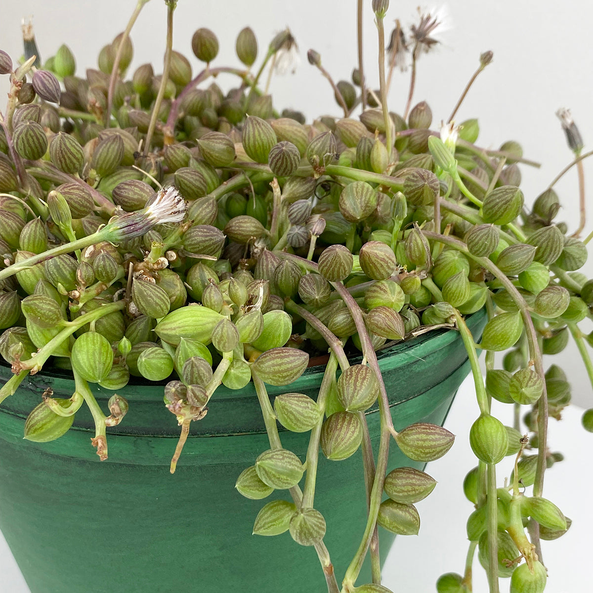 Senecio String of Watermelon (Senecio herreianus)