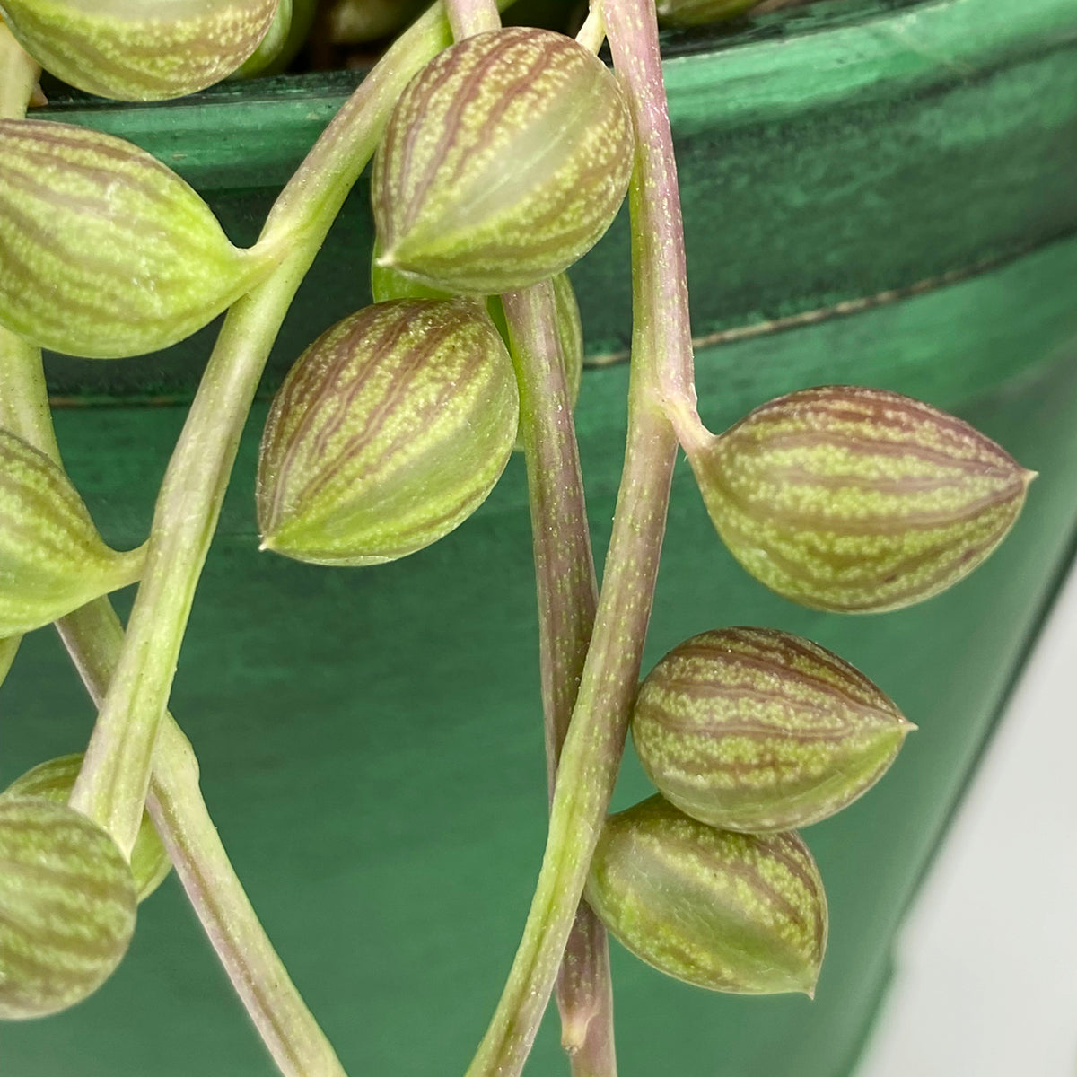Senecio String of Watermelon (Senecio herreianus)