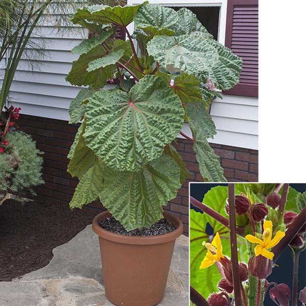 Wercklea (Wercklea ferox)