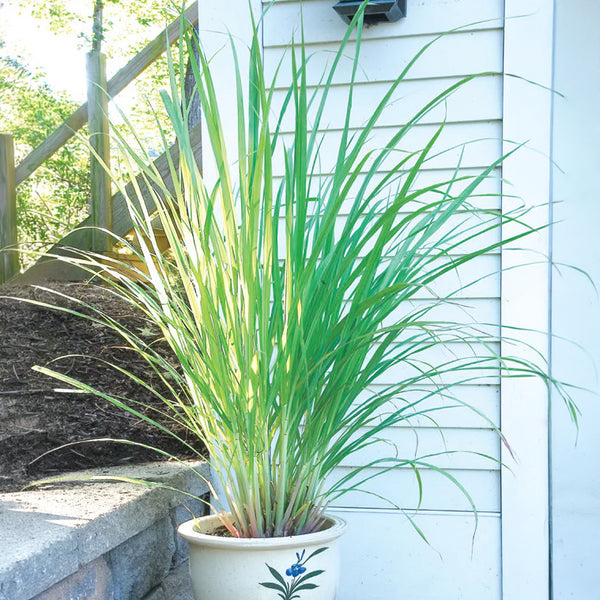 houseplant potting mix Craft Houseplant Potting Mix