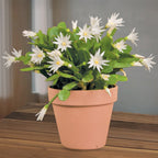 Easter Cactus Set 'Scorpius',  ‘Sirius’ PP and ‘Purple Fire’ (Rhipsalidopsis gaertneri)