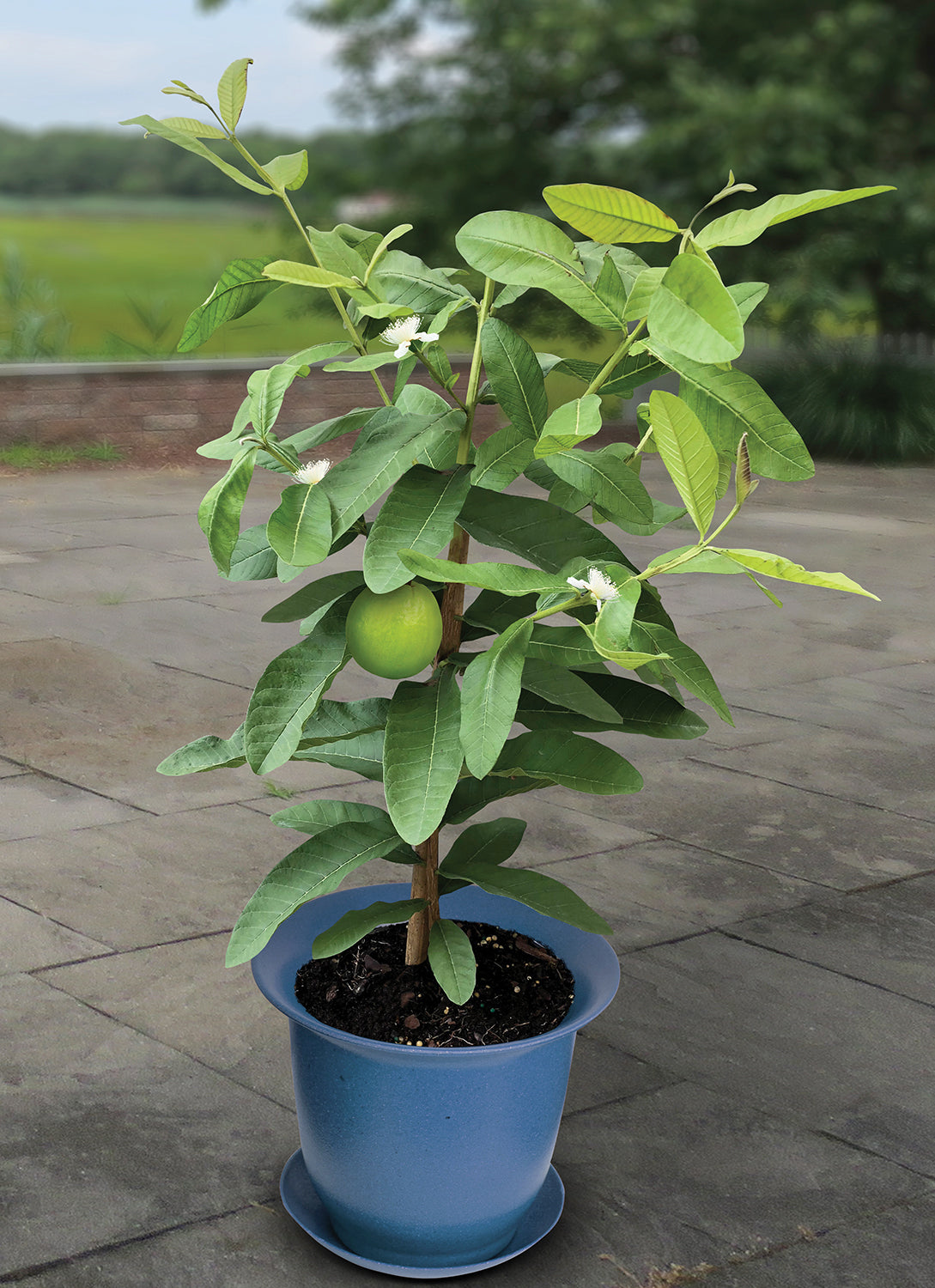 Guava ‘Mexican White’ (Psidium guajava)