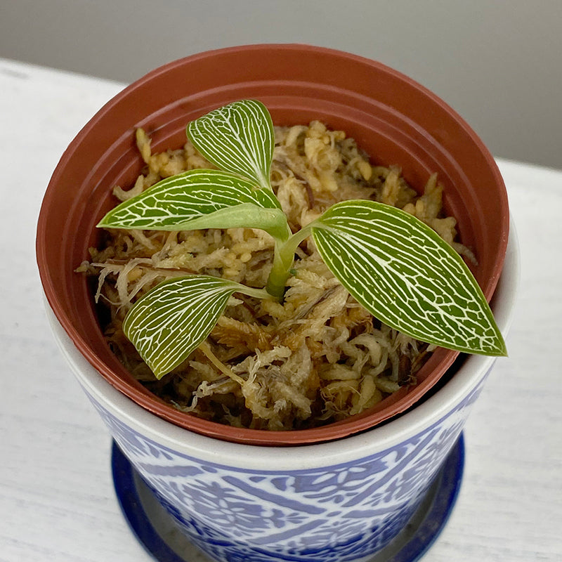 White Jewel Orchid (Ludisia discolor alba)