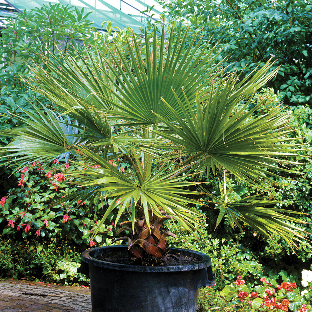 Windmill Palm (Trachycarpus fortunei)