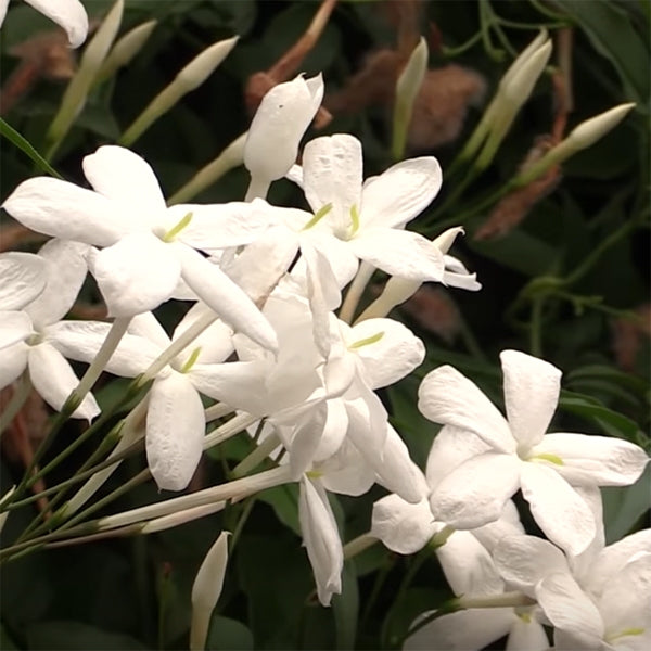 jasmine house plant for sale Winter Jasmine For Sale