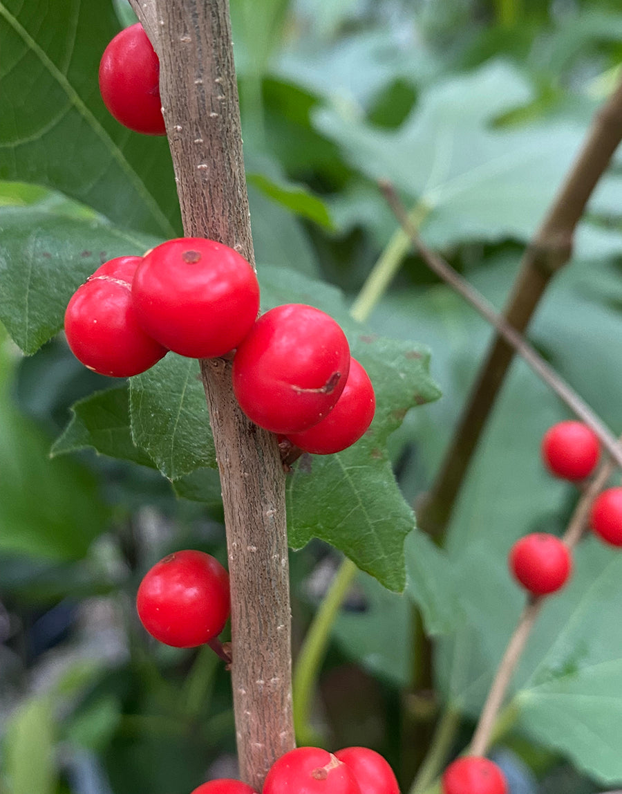 Logee's Winterberry Berry Poppins