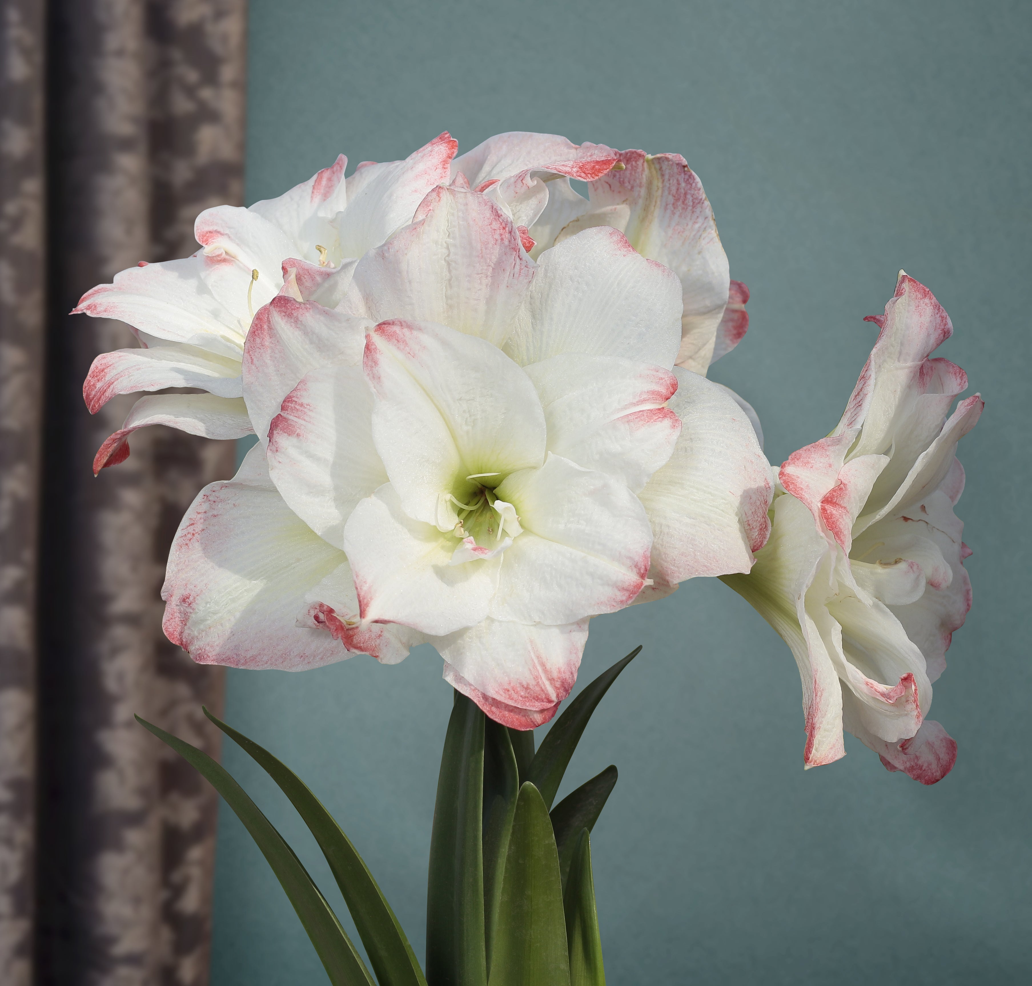 Amaryllis 'Amadeus’ (Hippeastrum hybrid)