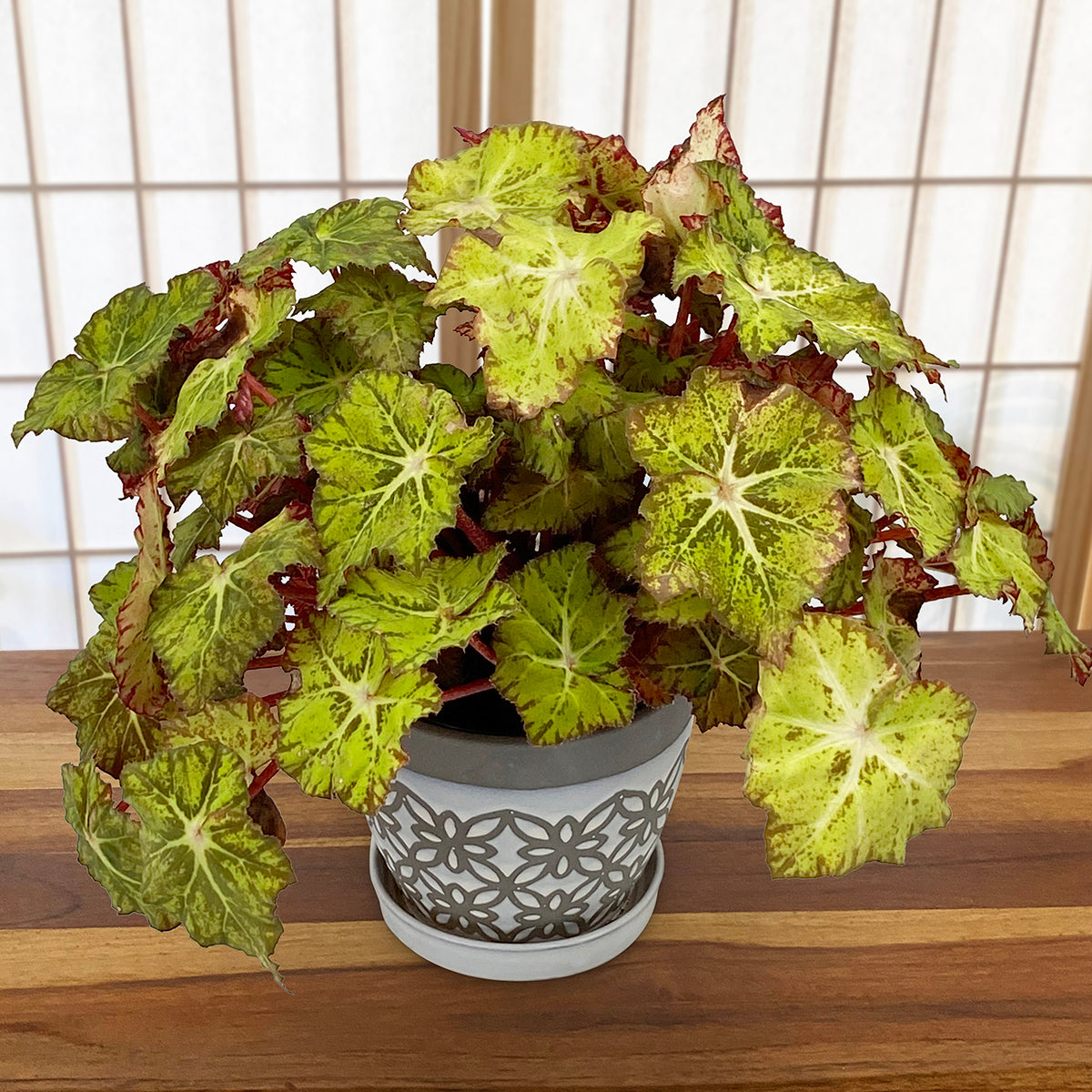 Begonia ‘Moondust’ (Begonia rhizomatous hybrid)
