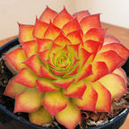 Hens & Chicks Chick Charms® ‘Gold Nugget’ PP (Sempervivum hybrid)