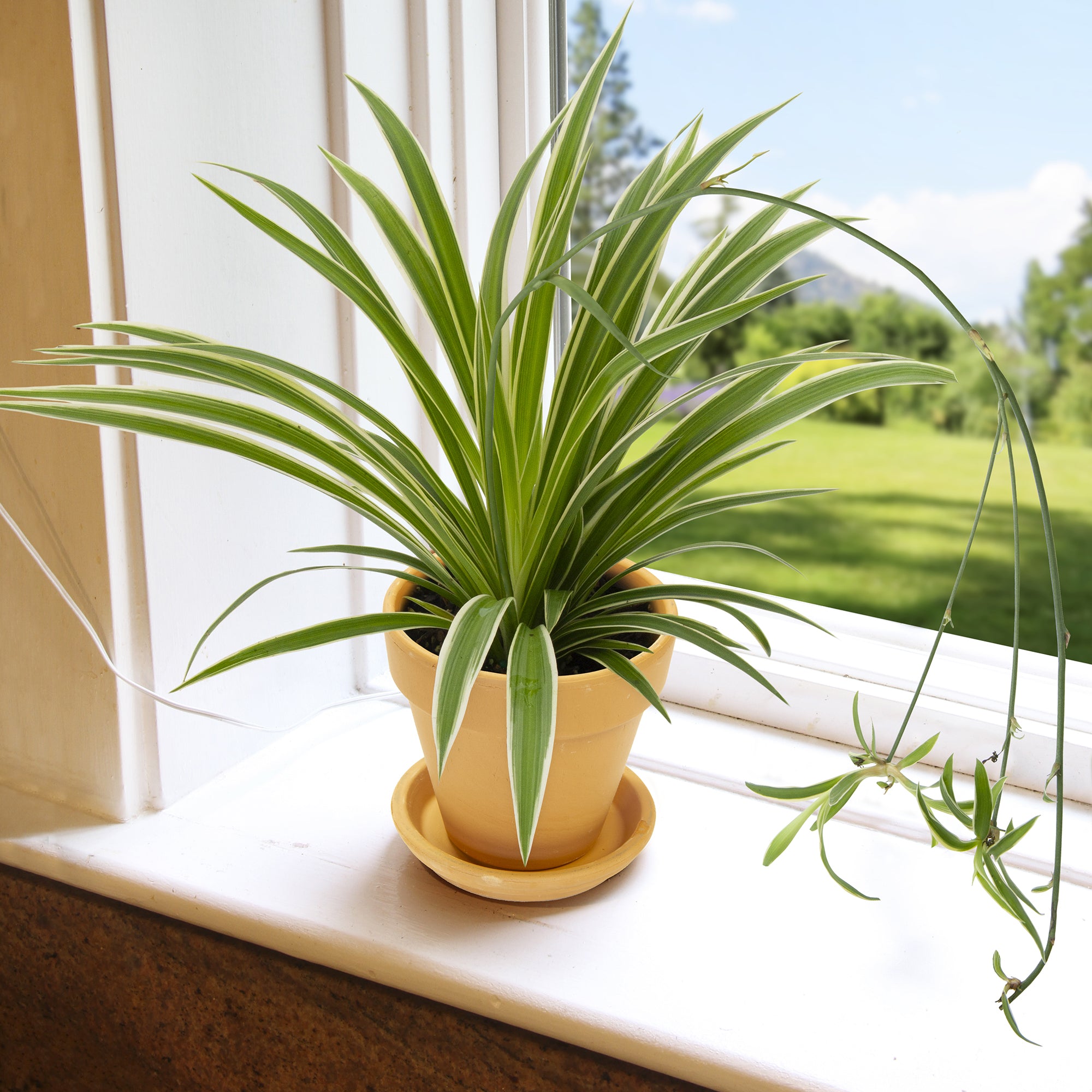Variegated Spider Plant (Chlorophytum comosum ‘Variegatum’)