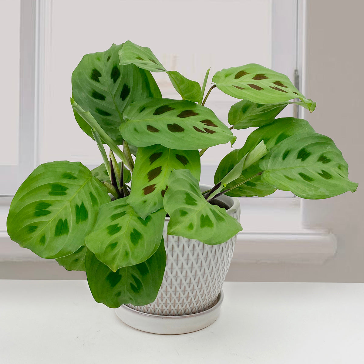 Prayer Plant ‘Kim’ (Maranta leuconeura E. Morren)