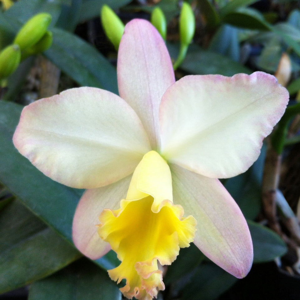 Potinara Orchid ‘Fairyland’ (Potinara hybrid)