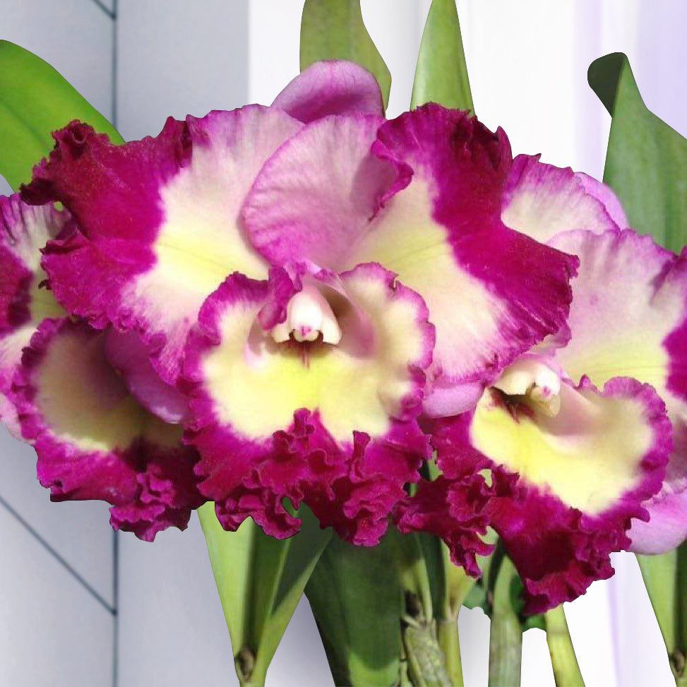 Rlc Orchid Siam Song (Rhyncholaelio cattleya hybrid)