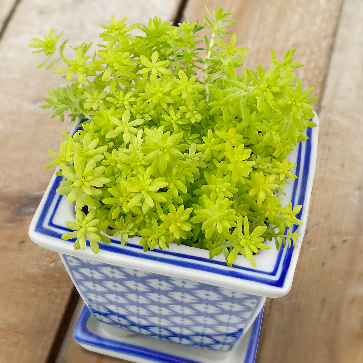 Sedum SunSparkler® ‘Angelina’s Teacup’ PP (Sedum rupestre hybrid)