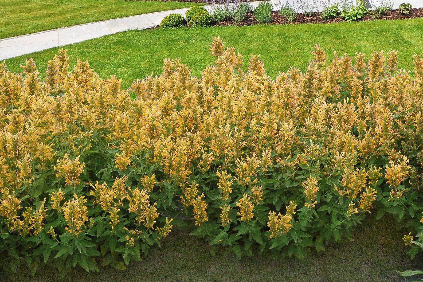 Agastache Poquito™ ‘Butter Yellow’ PPAF (Agastache hybrid)