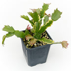 Samba Brazil Holiday cactus