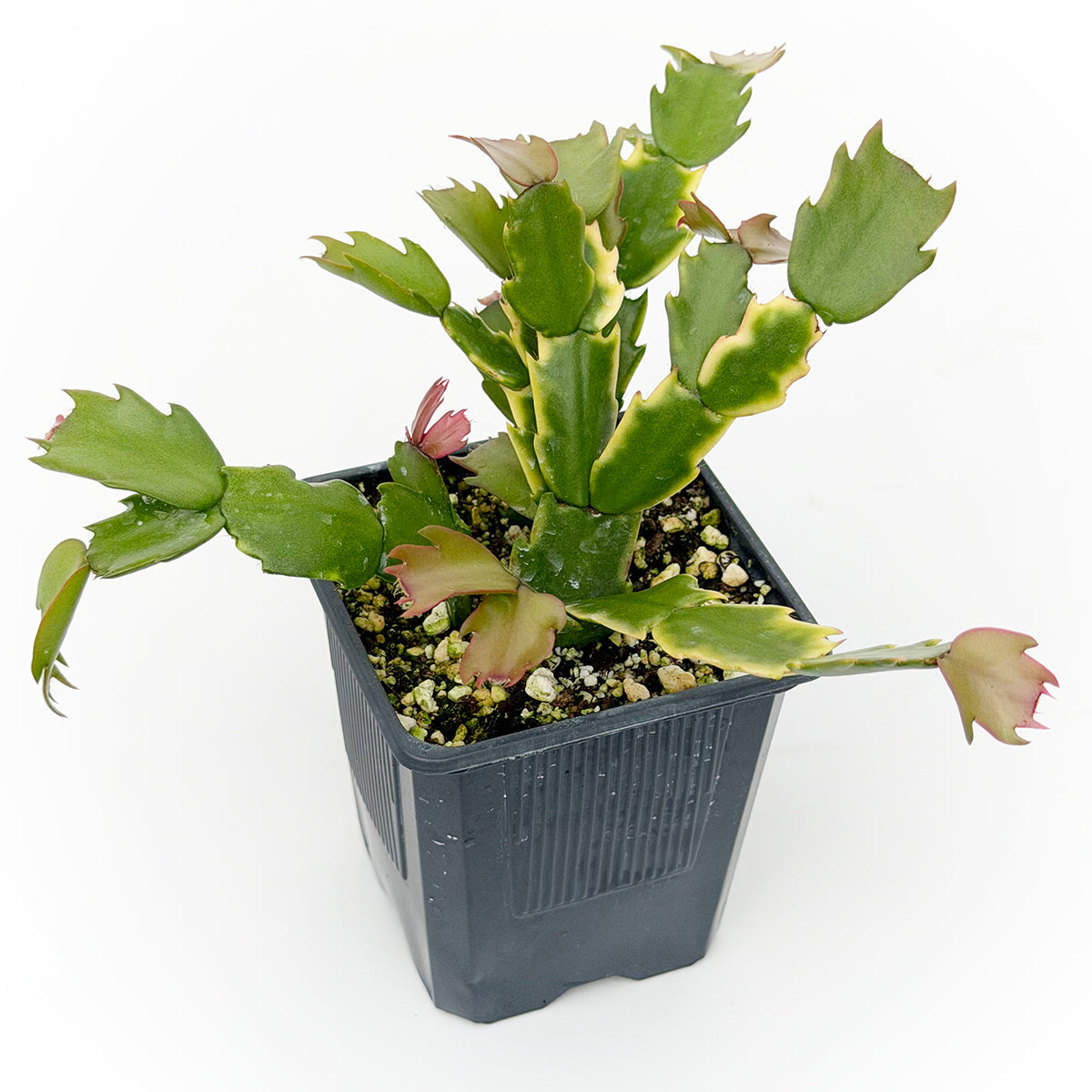 Samba Brazil Holiday cactus