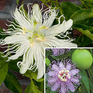 Collection of Maypop Vines