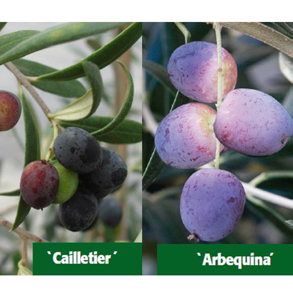 Set of Olives ‘Cailletier’ and 'Arbequina’