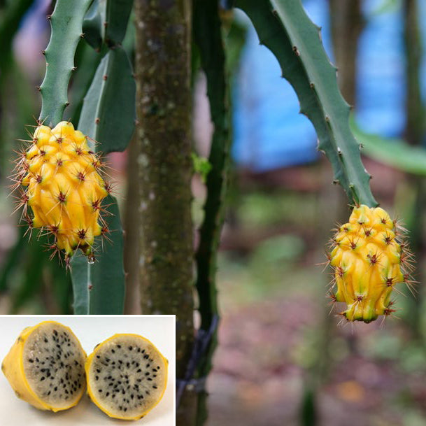 Yellow Dragon Fruit Plant (Selenicereus megalanthus)