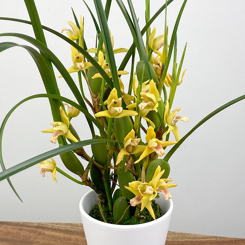 Yellow Coconut Orchid ‘Yamada’ 