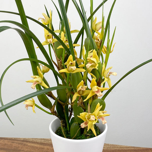 yellow_maxillaria_new_grande.