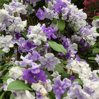 Yesterday, Today and Tomorrow (Brunfelsia australis)