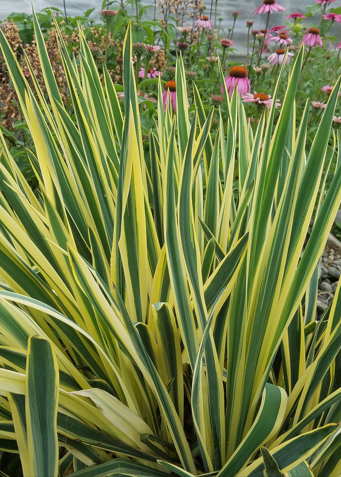 Yucca ‘Bright Edge’ (Yucca filamentosa hybrid)