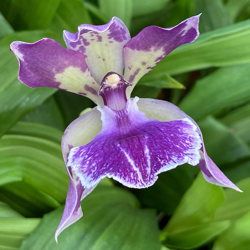 Zns. Orchid Murasakikomachi ‘Blue Hawaii’ (Zygonisia Murasakikomachi)